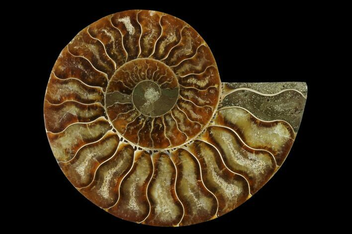 Agatized Ammonite Fossil (Half) - Madagascar #139679